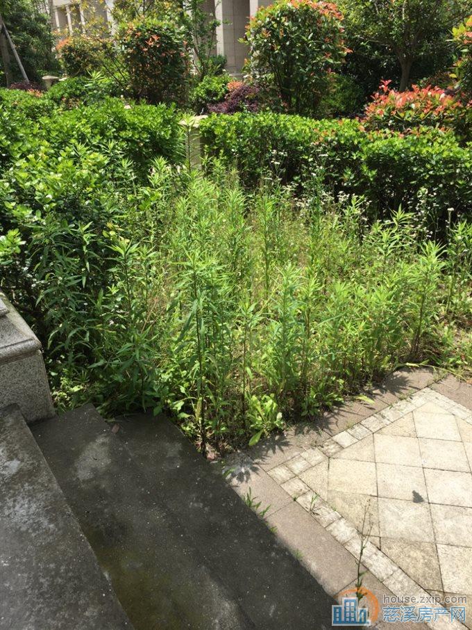 峙山庄园别墅 带2个车位 目前可改名